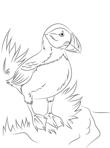 Atlantic Puffin Seabird Coloring Page